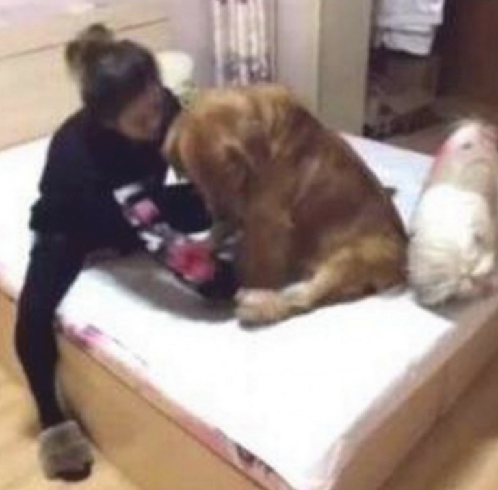 主人装作得病，懒床金毛下面的行为，让主人泪崩