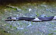 长的很像银环蛇的黑背白环蛇有毒吗？答案令人意外！