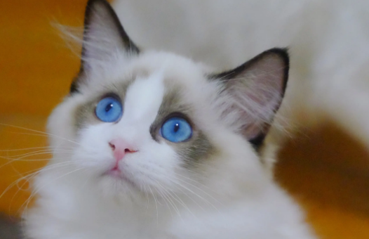 布偶猫会不会热?夏天需要剪毛吗? 布偶猫会不会热?夏天需要剪毛吗?