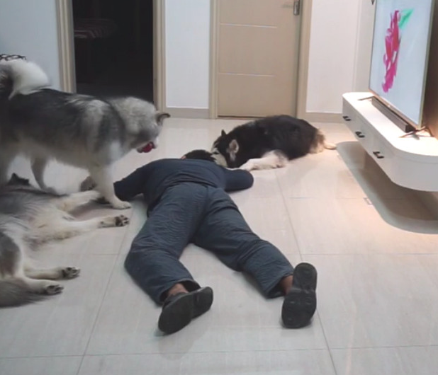 主人装作倒下检测狗子反映，三只狗狗却爱理不理：这货又病发了？