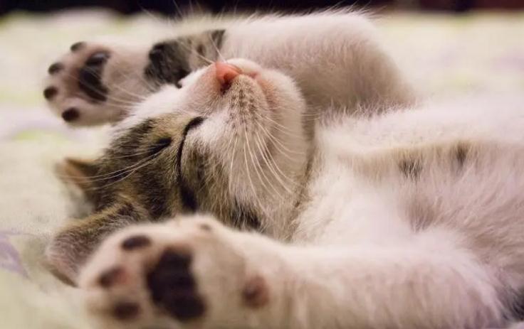 猫恐惧时失禁是为什么 猫恐惧时失禁是为什么