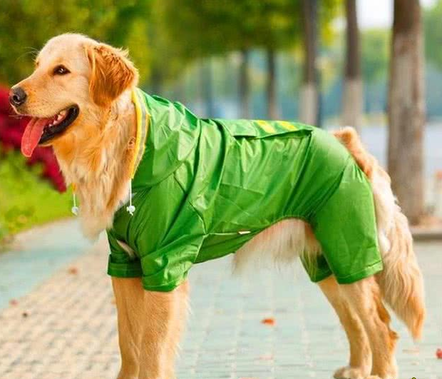 国庆带爱犬自驾游,6件物品别忘带,让你安稳享受美好假期! 国庆带爱犬自驾游,6件物品别忘带,让你安稳享受美好假期!