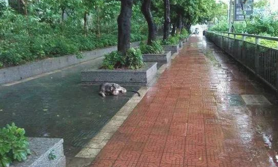 哈士奇哭出了血泪，真相让成千上万狗民恼怒！