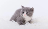 猫总是一会尿一点什么原因