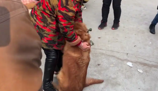 金毛被主人家送到狗市,可狗狗却舍不得主人家,每一次相拥都令人泪崩 金毛被主人家送到狗市,可狗狗却舍不得主人家,每一次相拥都令人泪崩