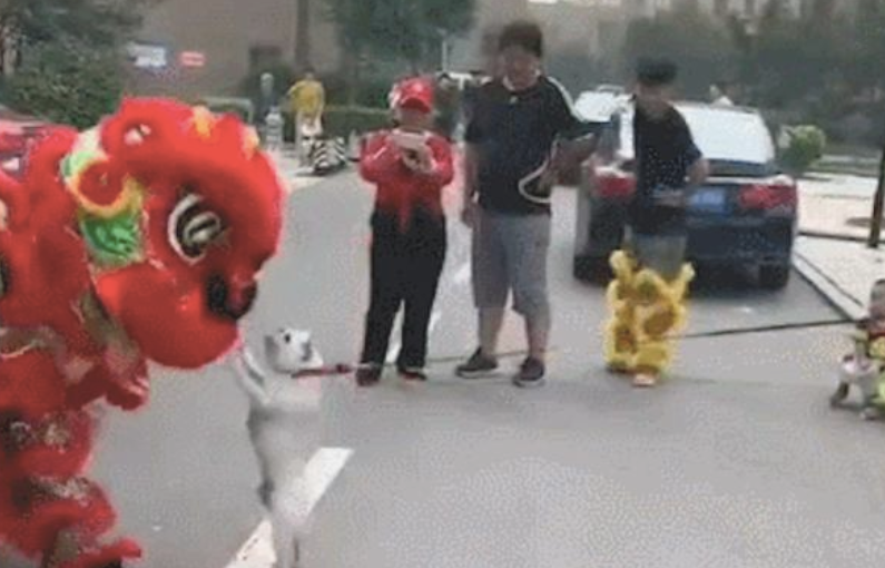 马路边有舞狮子的,法斗兴奋冲过来来啦个侧空翻,狗:来比试一下啊