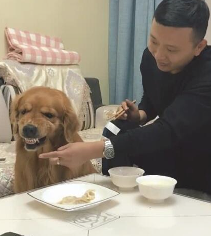 主人吃饺子,让金毛在一边看见,连汤都不许狗狗喝,金毛怒了 主人吃饺子,让金毛在一边看见,连汤都不许狗狗喝,金毛怒了