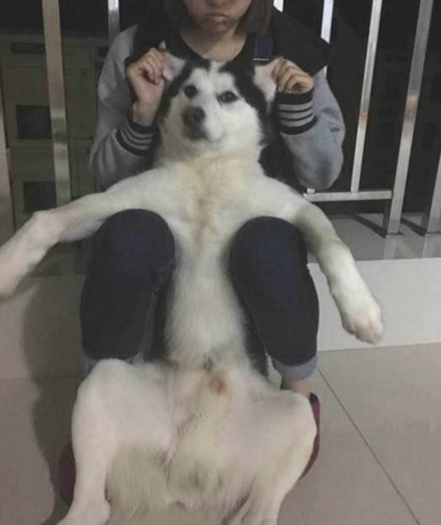 女朋友怀着金毛亲，男主看后，竟吃起了醋！