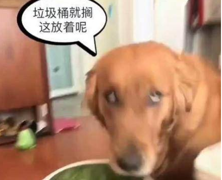 铲屎官乱丢瓜子壳，金毛不满意竟用来这东西，网民看过羡慕不已