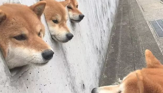 三只柴犬超喜爱卡洞,不经意被网民发觉,之后竟变成游玩景点! 三只柴犬超喜爱卡洞,不经意被网民发觉,之后竟变成游玩景点!