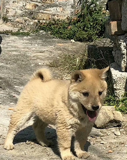 纯正中华田园犬,长相不输柴犬,还能当牧羊犬塑造 纯正中华田园犬,长相不输柴犬,还能当牧羊犬塑造