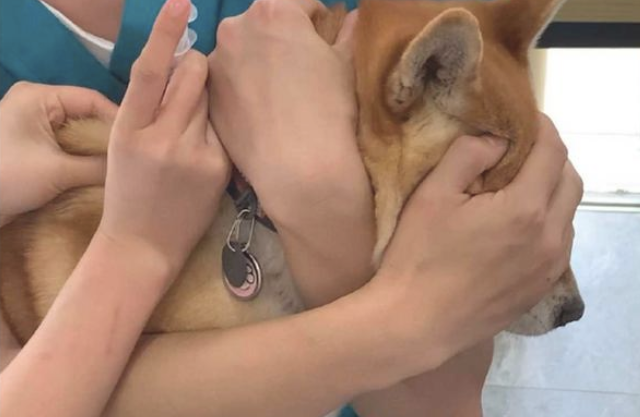 主人家为避免柴犬害怕,给它打针时蒙到了双眼 主人家为避免柴犬害怕,给它打针时蒙到了双眼