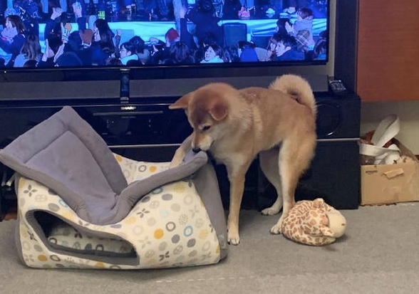 主人家给柴犬买来新狗狗的窝，它却喜爱睡在窝顶部，狗：我的思绪请别猜