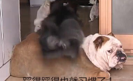 狗子食量非常少,一个月却长胖了十几斤,主人家了解缘故后啼笑皆非 狗子食量非常少,一个月却长胖了十几斤,主人家了解缘故后啼笑皆非