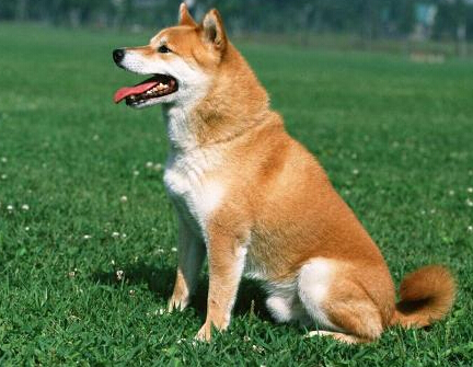 主人突然发病被送医 爱犬一路追随救护车