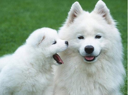 萨摩耶睡地板会不会感冒