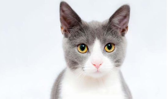 猫咪脚掌划破了一道口子怎么办 猫咪脚掌划破了一道口子怎么办