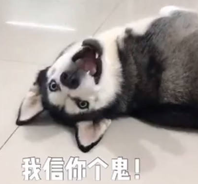 主人把哈士奇吵醒了，它的反映使他猝不及防！