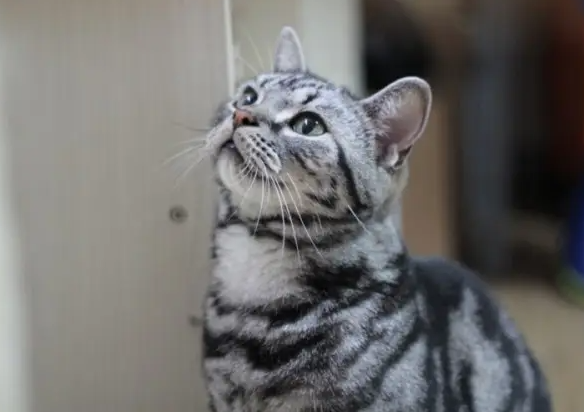 美国短尾猫喜欢上床怎么办？不清楚的赶紧看看！
