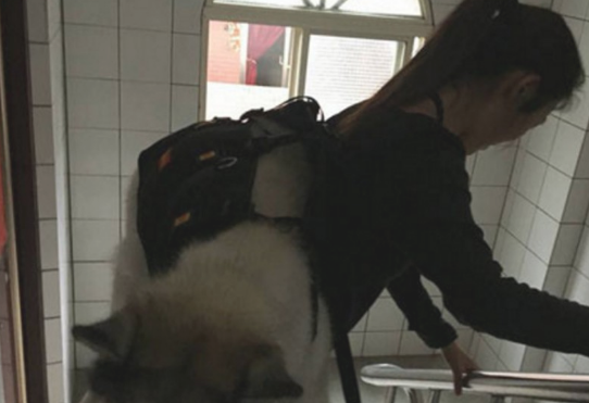女人整体实力宠溺狗狗，竟这般带雪橇犬上下楼，网友看过惊掉下巴
