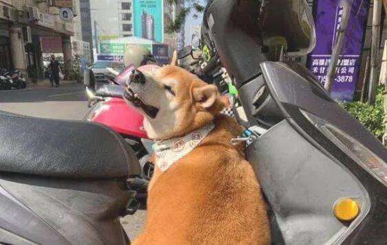 意想不到,狗子也会被自身的臭脚丫臭到...... 意想不到,狗子也会被自身的臭脚丫臭到......