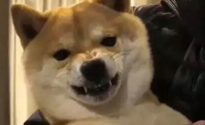 柴犬一摸头就温驯，一摸它前爪就炸毛，难道说是有哪些神密电源开关？