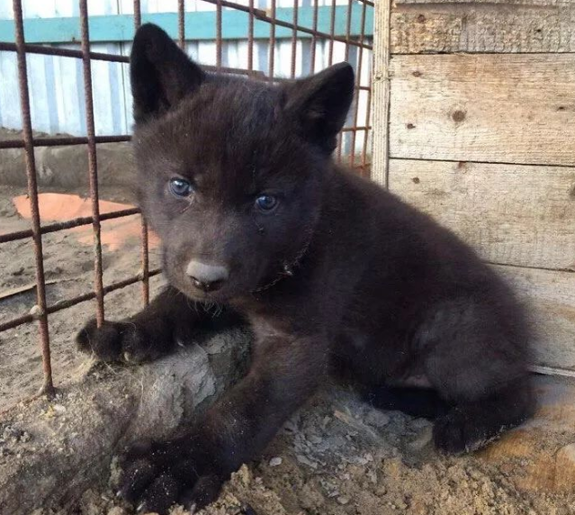 网友捡到5只小猫,兽医却说不是猫而是狗,但等它们长大后…… 网友捡到5只小猫,兽医却说不是猫而是狗,但等它们长大后……