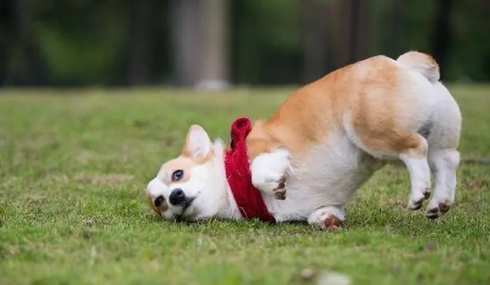 瓦灰鸽饲养方法,瓦灰鸽吃什么,瓦灰鸽价格