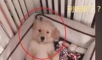 网上购物了一只金毛犬，快递公司进家时主人家笑出鼻涕泡