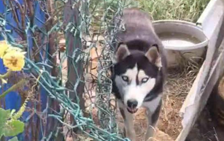 二叔大门口贴了内有恶犬,我与它对望一秒,二哈:客官进来玩啊!