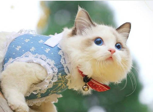 猫咪身上脱毛很严重怎么办 猫咪身上脱毛很严重怎么办