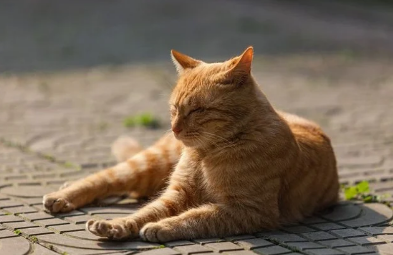 预防猫咪关节炎需注重营养摄入 卡比猫粮富含软骨素每一口都为骨骼加分