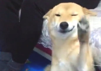 柴犬犯案后不嫌事大,被指责还撒娇卖萌,主人看过心都被萌化了 柴犬犯案后不嫌事大,被指责还撒娇卖萌,主人看过心都被萌化了