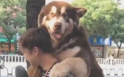女人骑着电动车带阿拉斯加犬去玩，骑到半路不幸发生了！