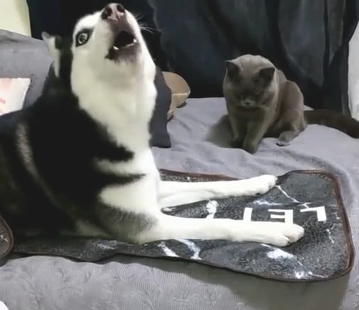被蓝猫扇了一巴掌，二哈向铲屎官憋屈发牢骚：能否劝告喵主子