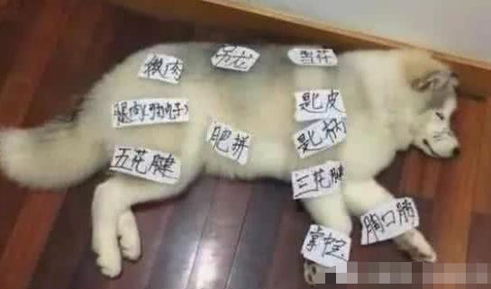由于哈士奇撕家，趁二哈入睡弄了个布局图，二哈醒来时后不淡定从容了！