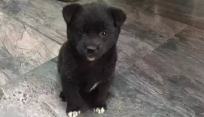 老太报警被恶犬袭扰 警方到场哭笑不得