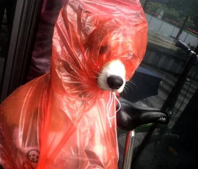 突下暴雨主人不急，给狗狗自做防水防雨武器，結果一下子逗笑过路人