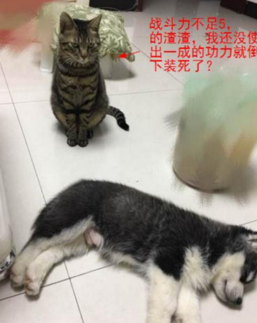 小二哈无趣想拆家，猫咪以便维护世界和平，一个猫猫拳就把它打趴着