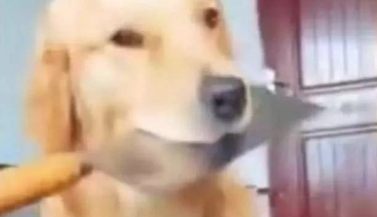 大黄狗粉碎盆栽花盆，主人说要砍它，金毛就屁颠屁颠叼来啦一把刀