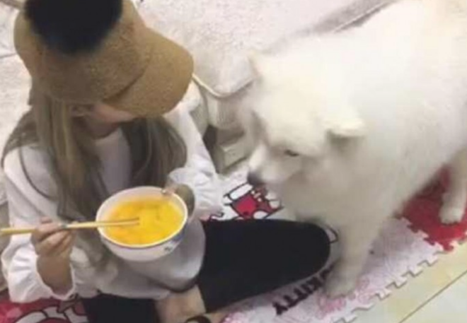铲屎官满不在乎吃水果罐头，馋猫喵星人竟那样做，网友看过陆续搞笑