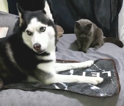 被蓝猫扇了一巴掌，二哈向铲屎官憋屈发牢骚：能否劝告喵主子g