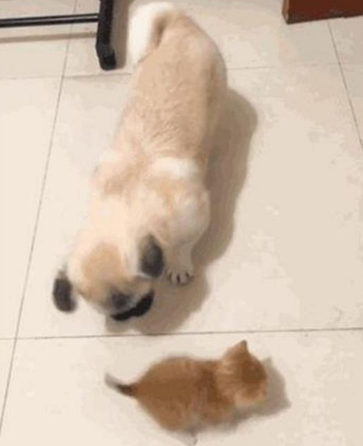亲人都挺宠溺小橘猫，却让家中的狗狗发脾气，这货一逮着机遇就欺压它