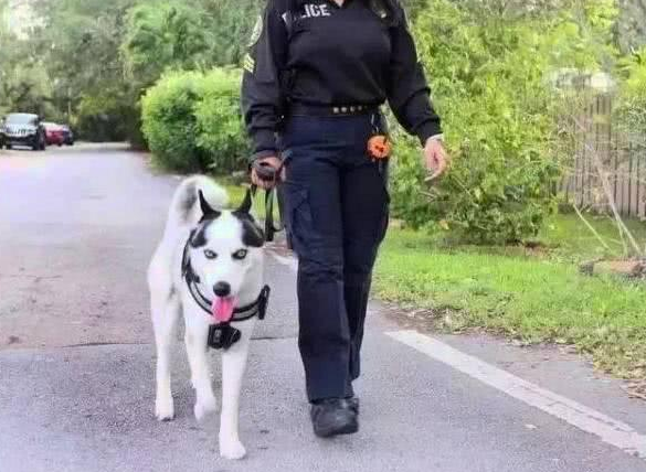 哈士奇确实入选警犬了,岗位职责是在工作能力范畴内!