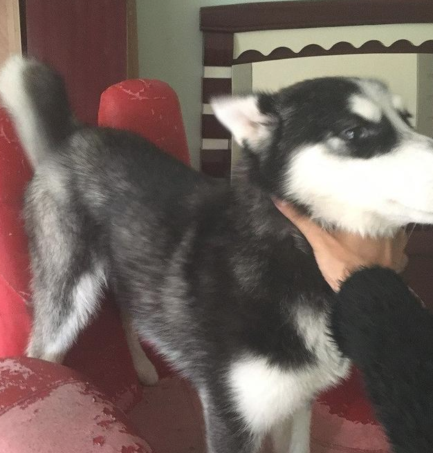 哈士奇发觉主人家偷自身犬粮，一气之下竟把主人家锁上在家里门口！