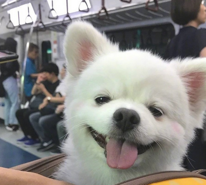 狗狗刚睡醒,发觉大家在看它,立刻露出笑容样子! 狗狗刚睡醒,发觉大家在看它,立刻露出笑容样子!