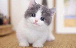 猫打完妙三多发烧死了是什么原因