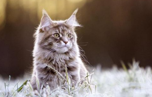 猫咪头顶有结痂的东西是什么原因