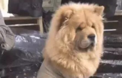 松狮狗狗每天被小泰迪欺压，一怒之下小狗换造型设计，网友：真霸气侧漏