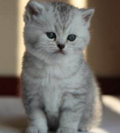 主人把猫咪送人 却倒贴1000重新带回家 主人把猫咪送人 却倒贴1000重新带回家